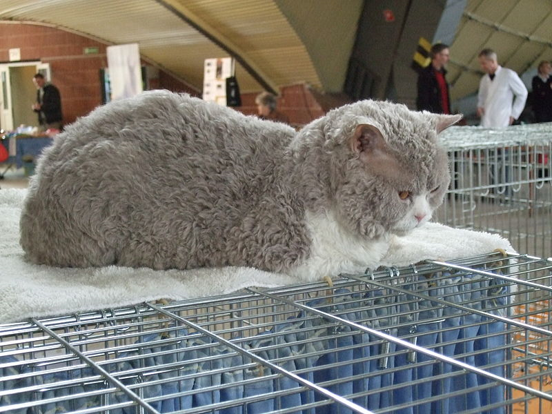 7 пород кошек, которые очень любят объятия